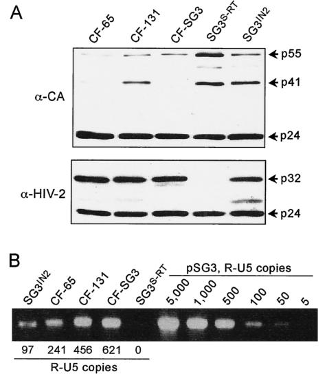 FIG. 2.