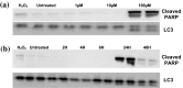 Fig. 5