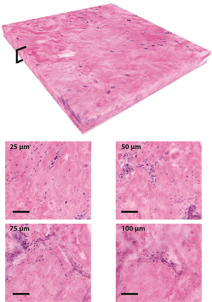 Fig. 5