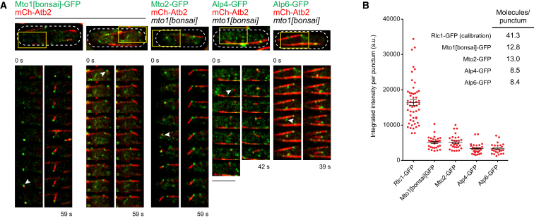 Figure 2