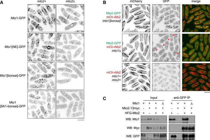 Figure 3