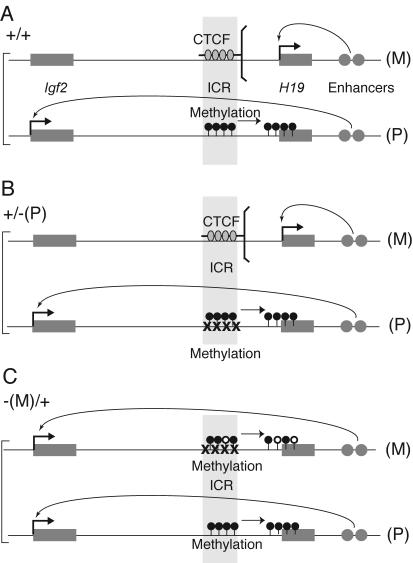 FIG. 8.