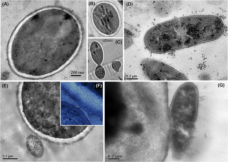 Fig. 8