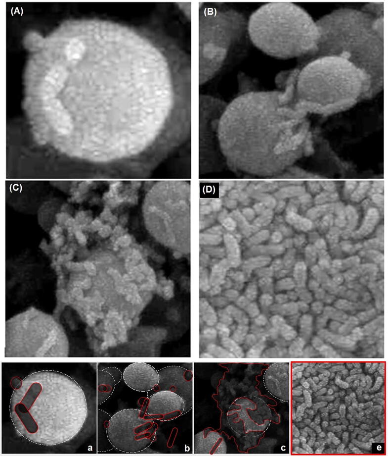 Fig. 7