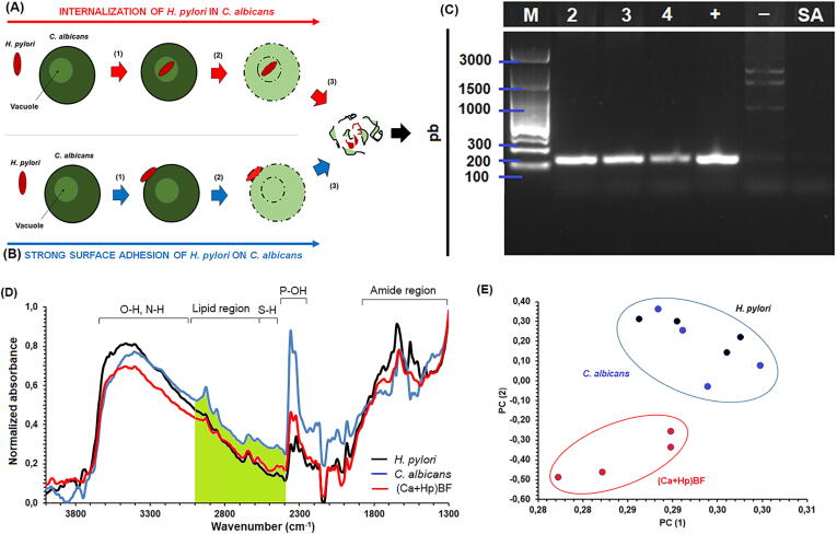 Fig. 2