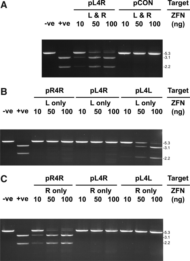 FIG. 2.