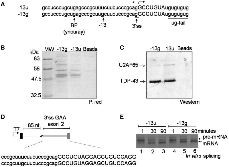 Figure 2.