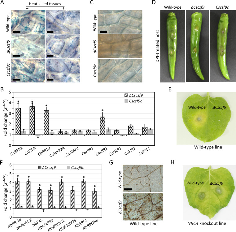 Histochemical and gene expression analysis of wild-type, ΔCsczf9, and Csczf9c strains in plant tissues, lesion formation on DPI-treated chili peppers and NRC4 knockout line, and fold change in expression of defense-related genes.