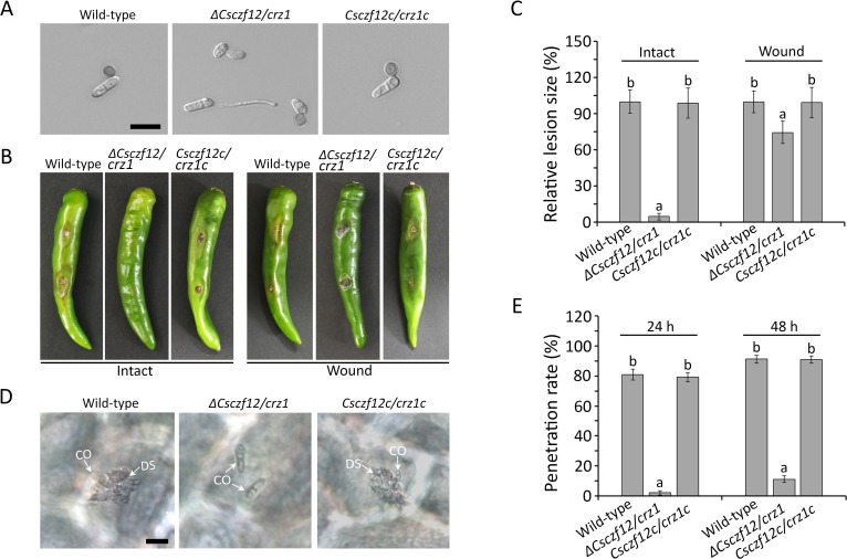 Microscopic view of fungal structures, lesion development on peppers, relative lesion size on intact and wounded peppers, fungal penetration rate, and micrographs depict penetration for wild-type, ΔCsczf12/crz1, and Csczf12c/crz1c strains.