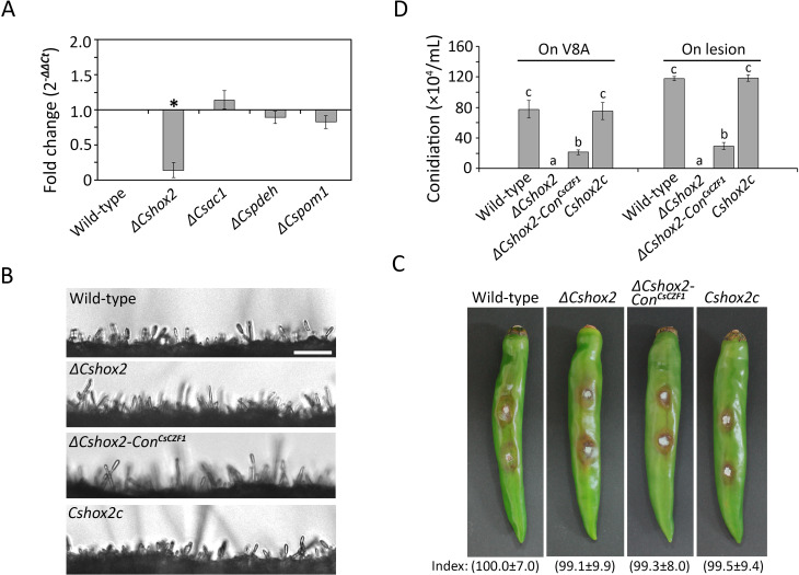 Expression levels in different fungal mutants, fungal development on plant surfaces, lesion formation on peppers, and conidiation on V8A medium and lesions for wild-type, ΔCshox2, ΔCshox2-ConCsCZ1, and Cshox2c strains.