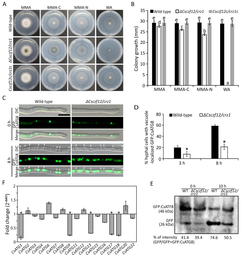 Growth of wild-type, ΔCsczf12/crz1, and Csczf12c/crz1c strains on various media, hyphal cell vacuoles with GFP-labeled autophagosomes, fold change in gene expression, and protein analysis of GFP.