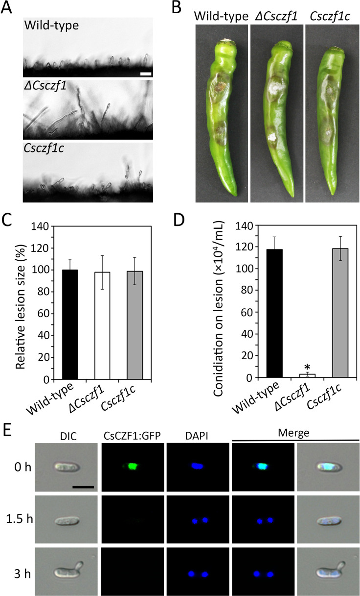 Comparison of wild type, ΔCsczf1, and Csczf1c in fungal development on plant surfaces, lesion formation on peppers, relative lesion size, conidiation on lesions, and CsCZF1 localization during spore germination at different time points.