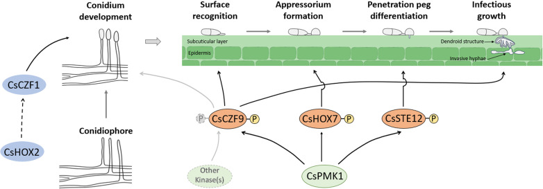 Signaling pathway involved in conidium development and infection depicts key proteins like CsCZ1, CsHOX2, and CsPMK1 that regulate surface recognition, appressorium formation, penetration peg differentiation, and infectious growth.