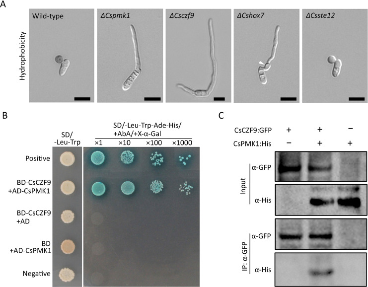 Analysis of hydrophobicity in wild-type and various mutant strains, yeast two-hybrid assay shows the interaction between CsCZ9 and CsPMK1, and co-immunoprecipitation analysis of CsCZ9 and CsPMK1 interaction.