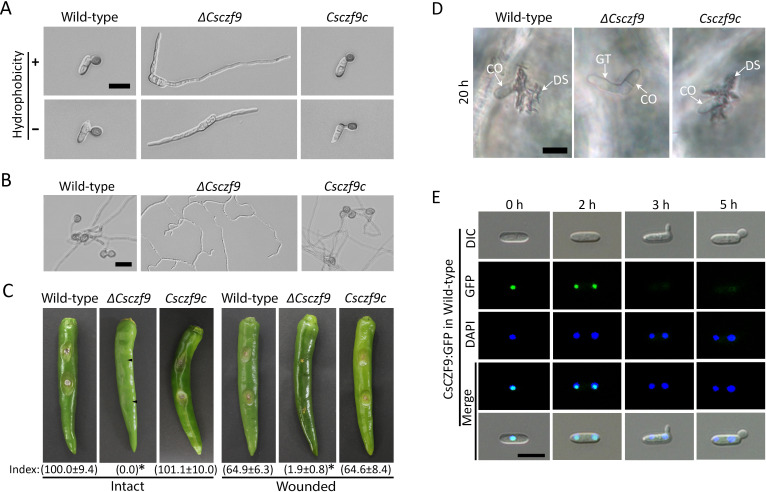 Microscopic analysis of wild-type, ΔCsczf9, and Csczf9c strains under different conditions, lesion formation on intact and wounded chili peppers, and GFP localization in CsCZF9 strains over time.