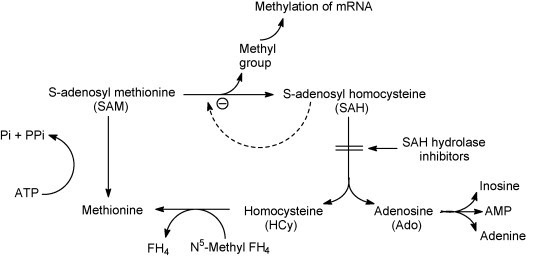 Fig. 20