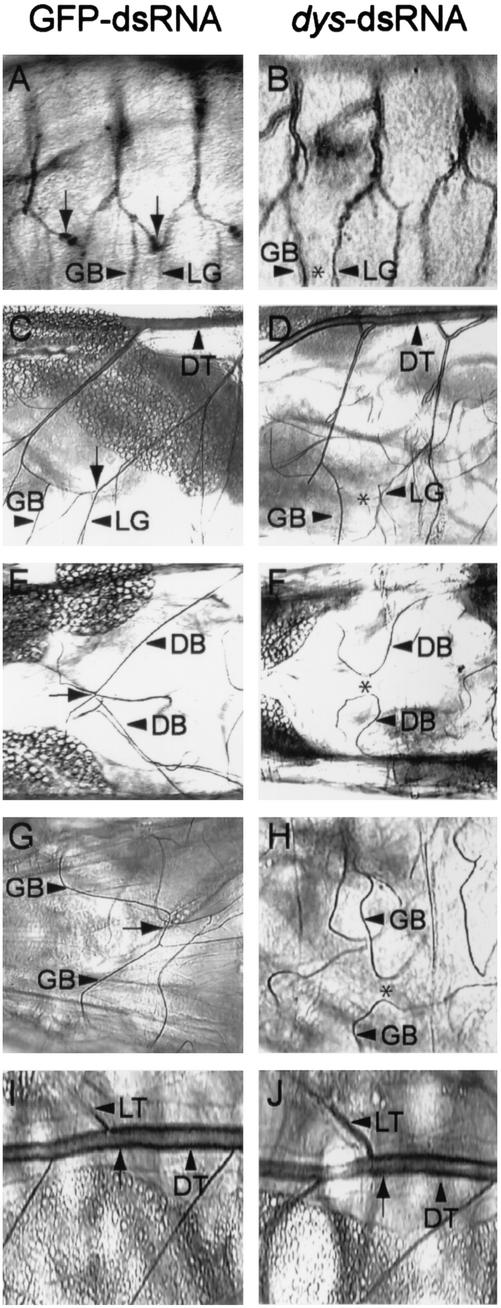 FIG. 8.