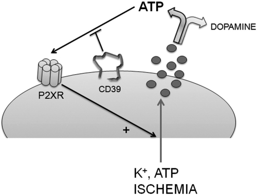 Fig. 8.