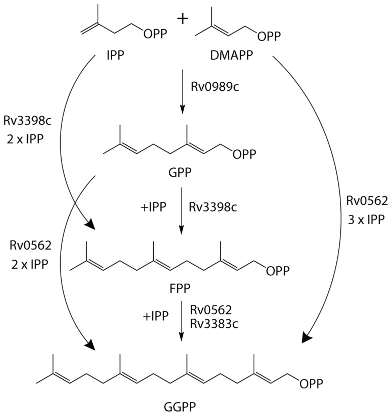 FIGURE 3