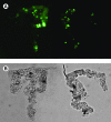 FIG. 4.