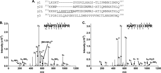 Fig. 11.