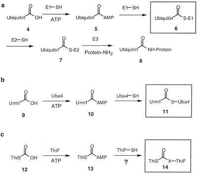 Scheme 2