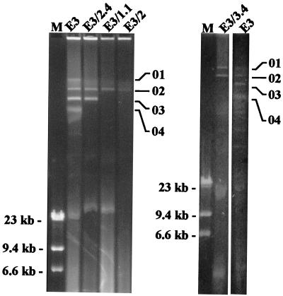 FIG. 1