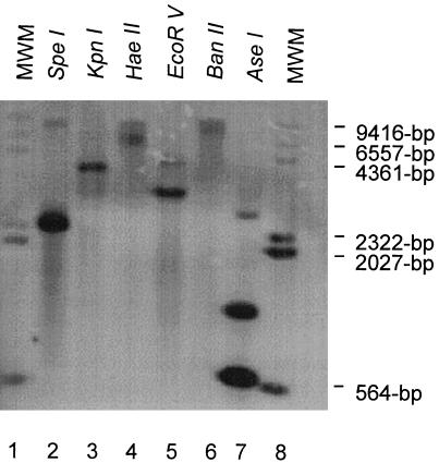 FIG. 5