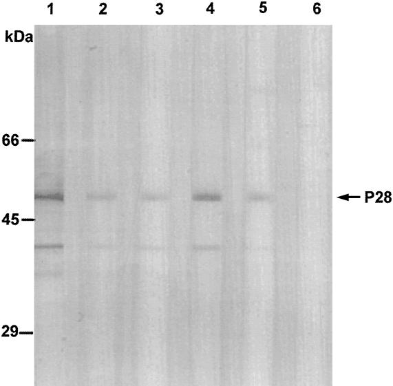 FIG. 7