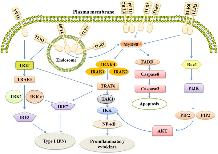 Anti-tumor Activity of Toll-Like Receptor 7 Agonists - PMC