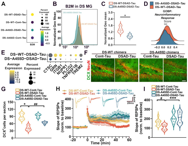 A Trisomy 21-linked Hematopoietic Gene Variant in Microglia Confers ...