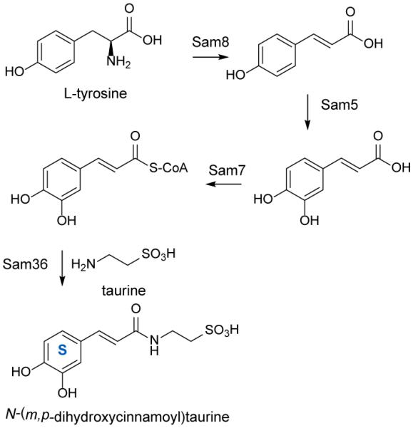 Scheme 3