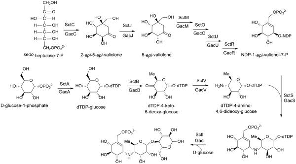 Scheme 4