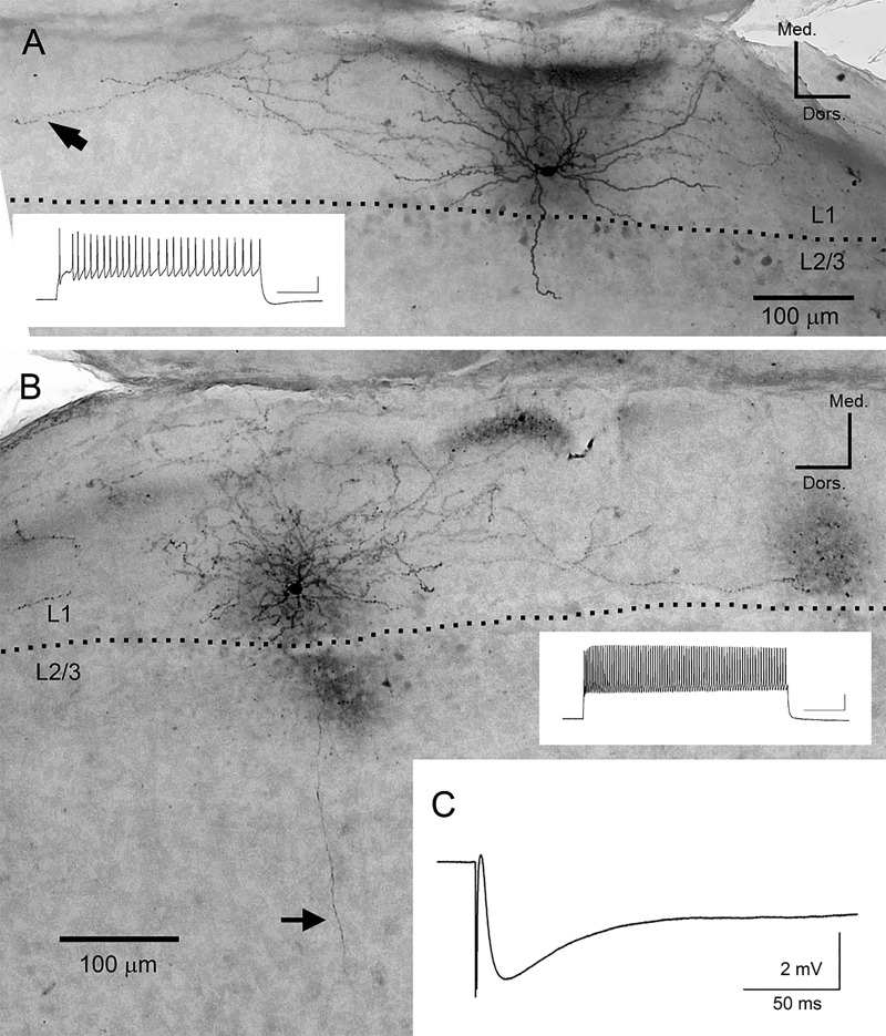 Fig. 7.