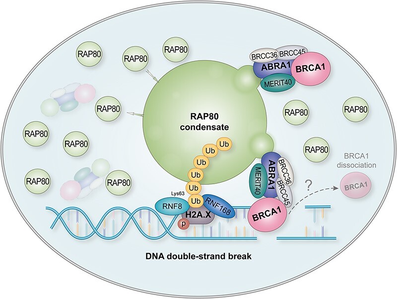 Graphical Abstract