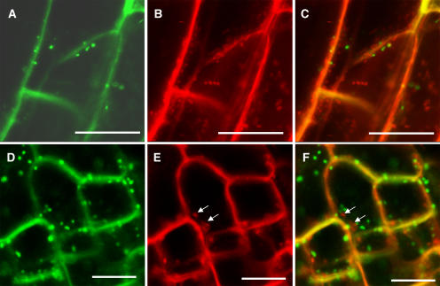 Figure 5.