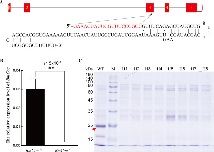 Fig 5