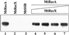 Fig 5.