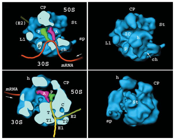 Fig. 6