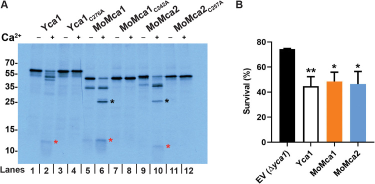 FIG 2