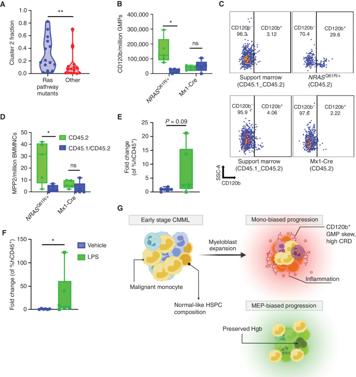 Figure 7. Stress-induced hematopoiesis can induce a GMP-like expansion in CMML models. A, Samples from patients with RAS pathway mutations (KRAS, NRAS, and CBL) show elevated Clus2 fraction (median RAS mutated, n = 14: 0.196; median WT, n = 15: 0.071; P: 0.009 from nonparametric Mann–Whitney test). B, Competitive BMT studies showed an expansion of CD120b GMPs in NRASQ61R/+ compared with Mx1-Cre controls. C, Representative flow plot of B. D, Competitive BMT studies showed an expansion of myeloid-biased MPP2 in NrasQ61R/+ compared with Mx1-Cre controls. Support marrow (CD45.1/CD45.2) vs. CD45.2 NrasQ61R/+;Mx1-Cre, n = 5 NrasQ61R/+; mice and 5 Mx-1Cre mice. Data were analyzed using multiple paired t test. E and F, PDX models of RAS-mutant patients (n = 2) showed an expansion of GMPs and CD120b GMPs in LPS-treated mice compared with the corresponding vehicle; n = 6 LPS mice, n = 6 vehicle mice. Data are represented as fold change over vehicle by dividing individual data points by the average of the corresponding vehicle group giving a fold change. Data were analyzed using a nonparametric Mann–Whitney test. P value significance represented by *, < 0.05; **, < 0.01; ***, < 0.001. G, Schematic showing the three distinct HSPC biases identified in CMML. CMML HSPC are characterized by HSC depletion and myeloblast expansion. Monocytic CMMLs are characterized by high expression of inflammatory cytokine receptors such as CD120b, increased CRD and an inflammatory profile.