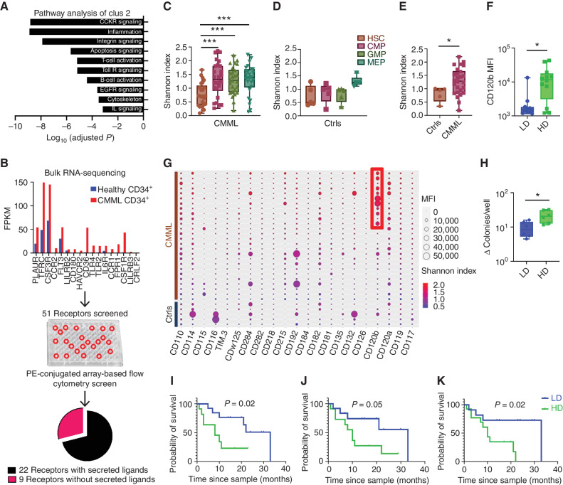 Figure 6. Clus2 cells are enriched for inflammatory transcriptional and proteomic programs. A, Panther pathway analysis of genes differentially expressed in Clus2. Clus2 cells showed the most significant association with cytokine receptor signaling and inflammation. B, Analysis of publicly available bulk RNA-seq data sets showed differential regulation of receptors between healthy and CMML CD34+ cells. The shortlisted 51 receptors were evaluated for expression and frequency data using PE-conjugated flow cytometry screen (n = 4 patients, 15 healthy subjects). Based on the data from the screen, 22 cytokine receptors were shortlisted to be included in the 28-color flow cytometry panel. C and D, Comparison of CRD using the Shannon index showed an increase in CRD in myeloid progenitors of patients (CMML) compared with HSCs but not in controls (Ctrls). E, Comparison of CRD between patients and controls showed a higher Shannon index in patient GMPs (P = 0.04), n = 26 patient cases, and five control cases. F, High diversity (HD) patient GMPs showed significantly higher CD120b expression as compared with low diversity (LD) GMPs (P = 0.03), n = 26 patient cases. Data were analyzed using a nonparametric Mann–Whitney test. G, Balloon plot shows MFIs of cytokine receptors in 26 patient cases and five control cases, along with the Shannon index for each patient and control. As highlighted in the red box, the high diversity patient GMPs showed higher CD120b expression. H, Colony-forming assays with BMMNCs derived from high diversity (n = 2) and low diversity cases (n = 2) showed a significantly higher ratio of the total number of colonies per well in the methylcellulose-based medium with recombinant human cytokines/total number of colonies per well in the methylcellulose-based medium without human cytokines in high diversity as compared with low diversity cases (P = 0.02). Data were analyzed using a nonparametric Mann–Whitney test. I, KM survival analysis showed inferior survival in patients with high-diversity GMPs (log-rank P = 0.02), (J) high-diversity triple-positive HSCs (log-rank P = 0.05), and (K) high-diversity double-positive HSCs (log-rank P = 0.02) as compared with patients with the low-diversity counterparts, n = 26 patient cases. Data were analyzed using log-rank (Mantel–Cox) test. P value significance represented by *, < 0.05; **, < 0.01; ***, < 0.001.