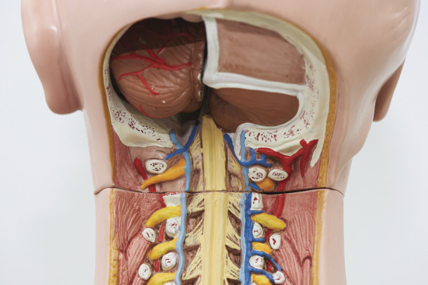 graphic file with name NEURCLINPRACT2019036947FFU1.jpg