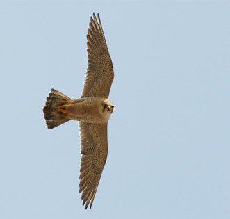 graphic file with name ECE3-13-e10347-g002.jpg