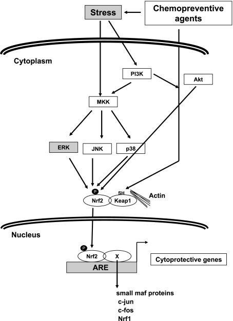 Fig. 3