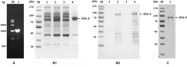 FIGURE 1