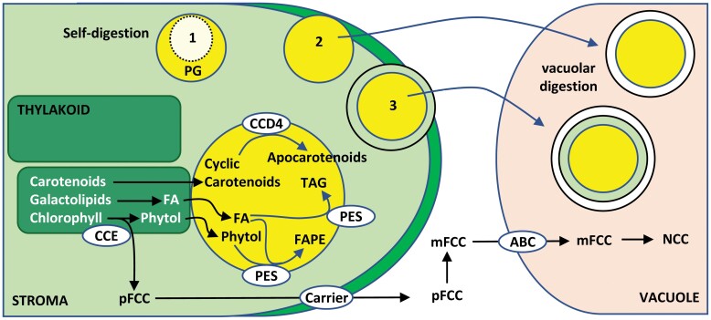 Fig. 3.