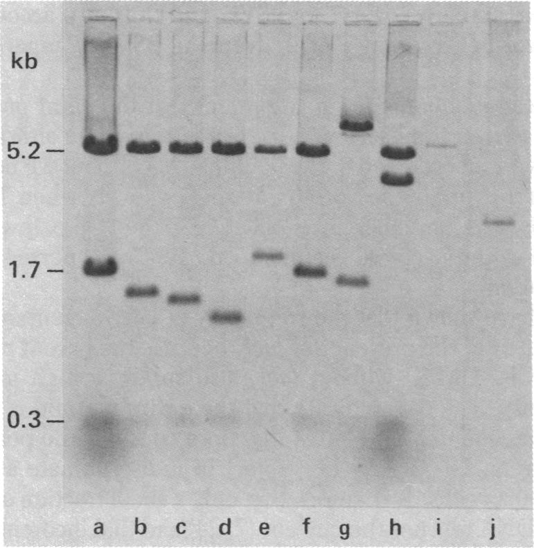 graphic file with name pnas00636-0216-a.jpg