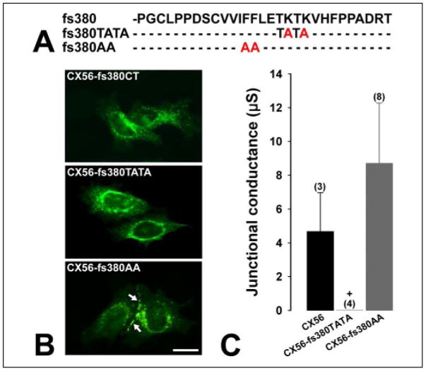 FIGURE 6