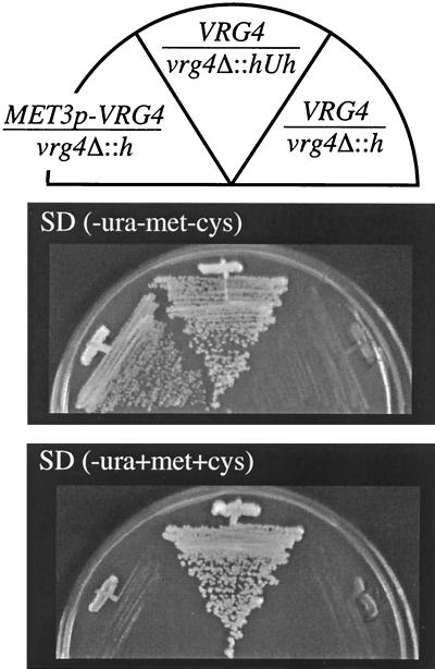 FIG. 5.